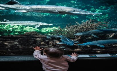 a child looking at fish in a tank