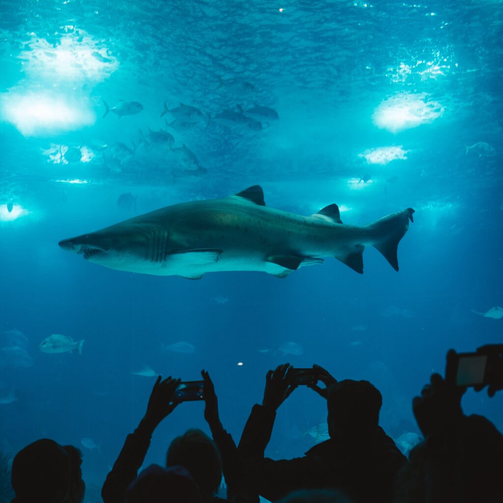 a group of people looking at a shark swimming in a tank
