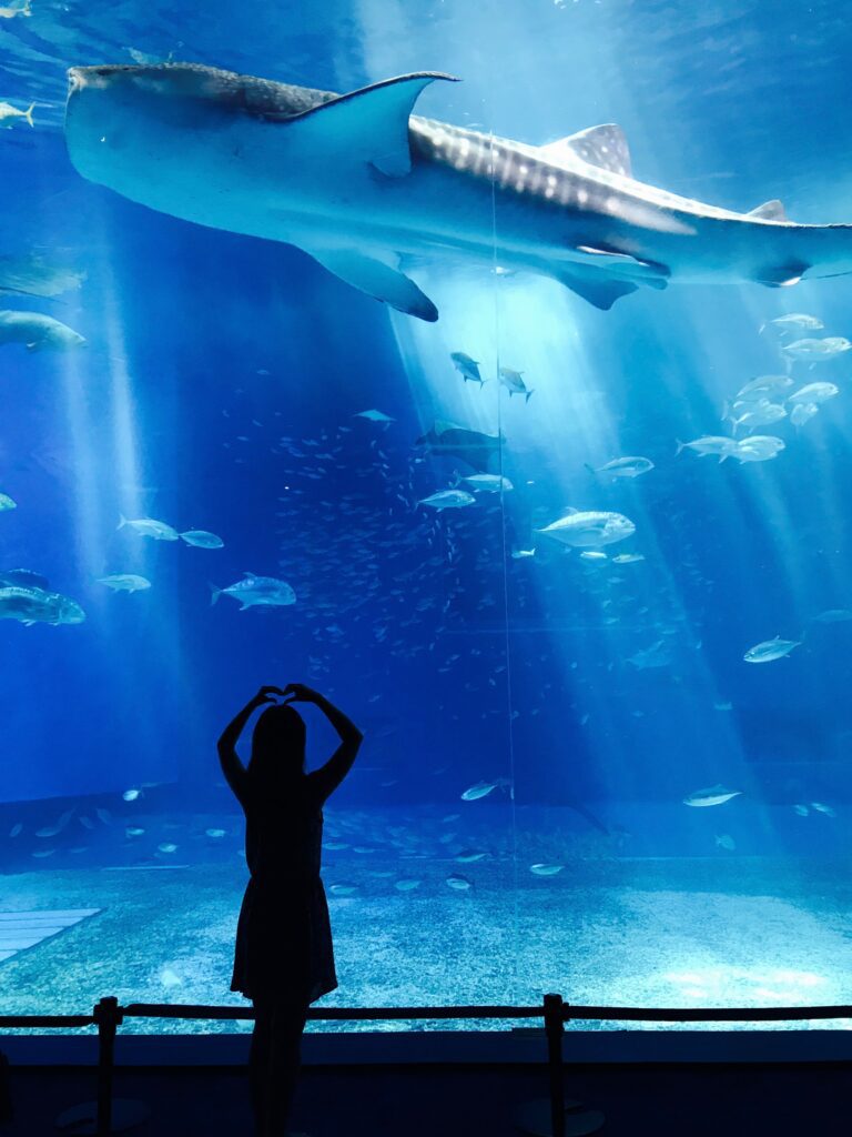 a girl standing in front of a large fish tank seeking a large white shark